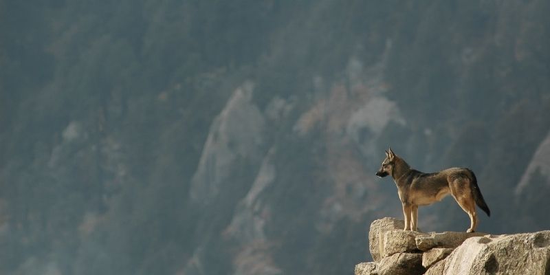 9)Successful marketers aren't the lone wolf.